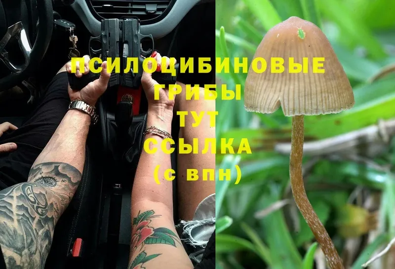 цена   Котовск  Псилоцибиновые грибы Magic Shrooms 